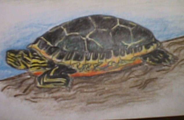 Turtle